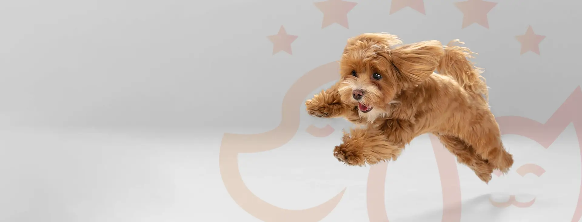 Neşeyle zıplayan kıvırcık tüylü köpek